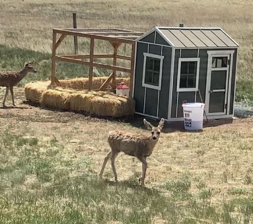affordable chicken coop for wyoming wind