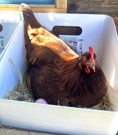 cheap nesting box idea