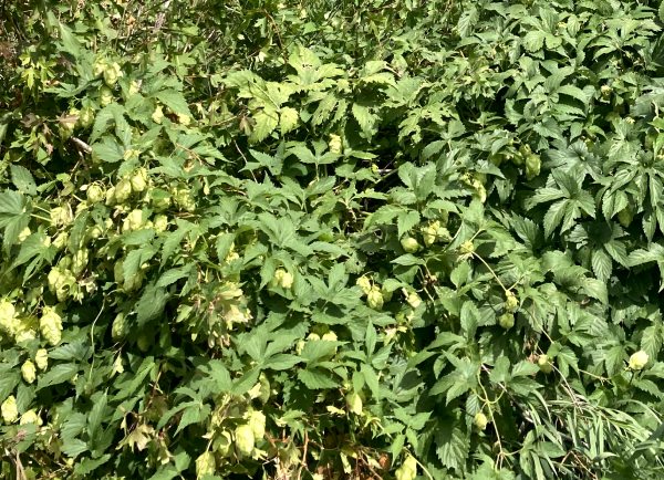 foraging hops for tea