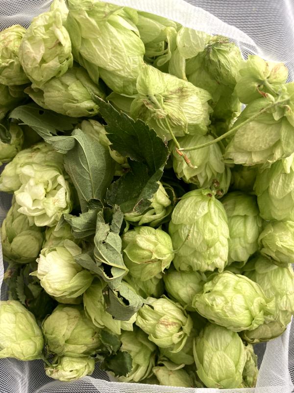 harvesting hops fruit for tea