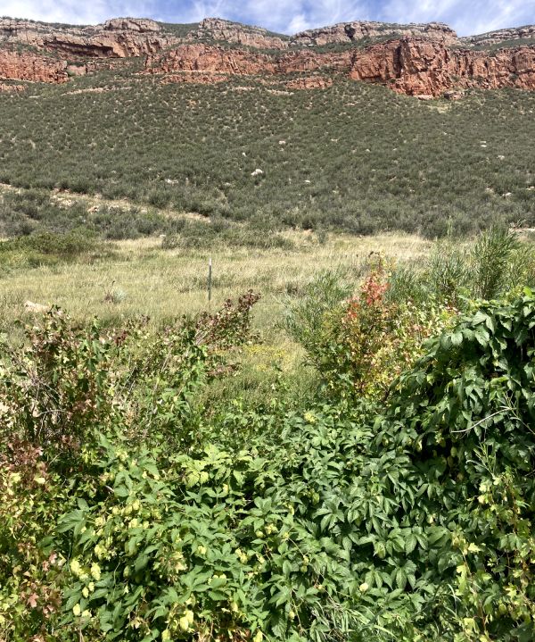 foraging hops in wyoming