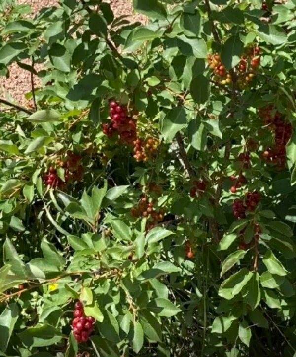 underripe chokecherries
