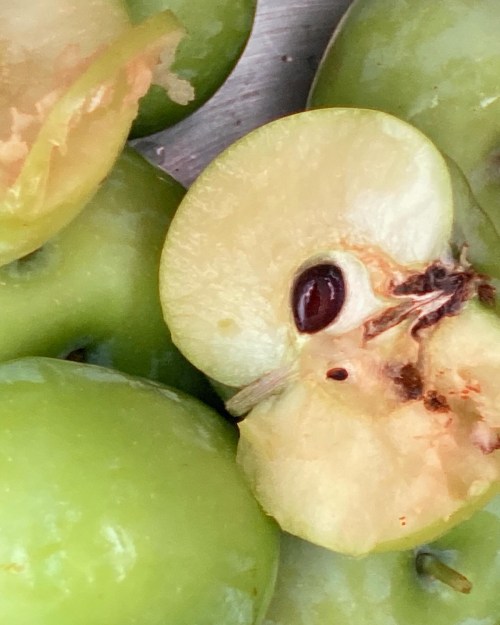 crabapples are ripe when the seed is brown