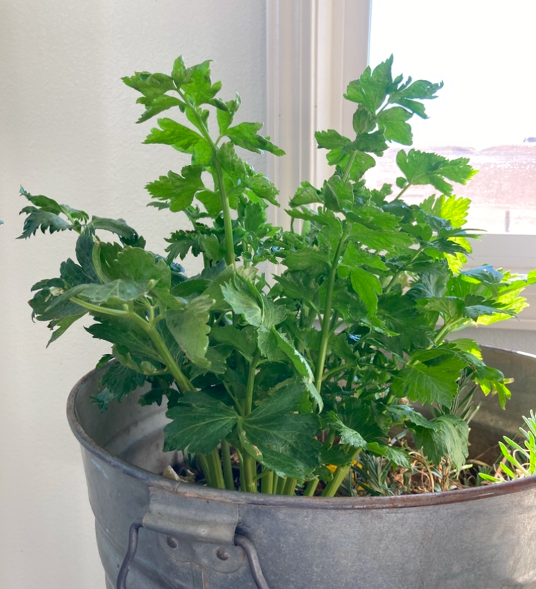growing celery indoors