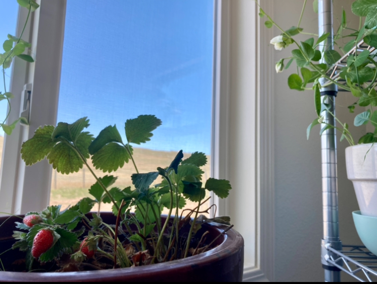 growing strawberries in a sunny window