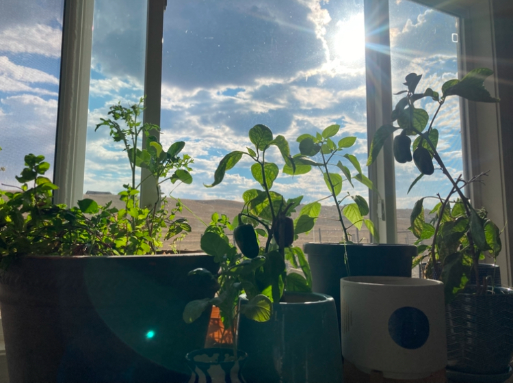 Growing Food Indoors