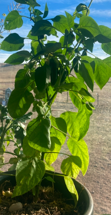 growing jalepenos in a sunny window