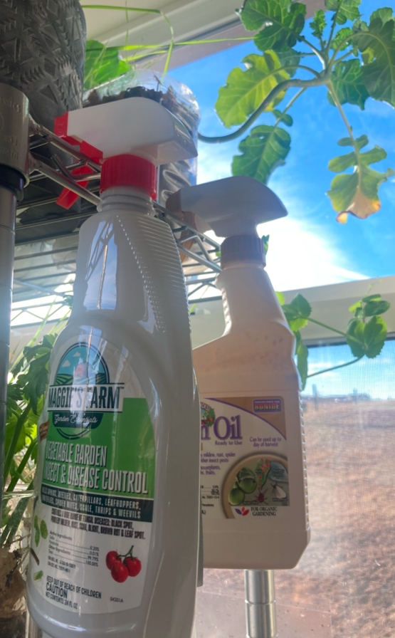 spider mite spray