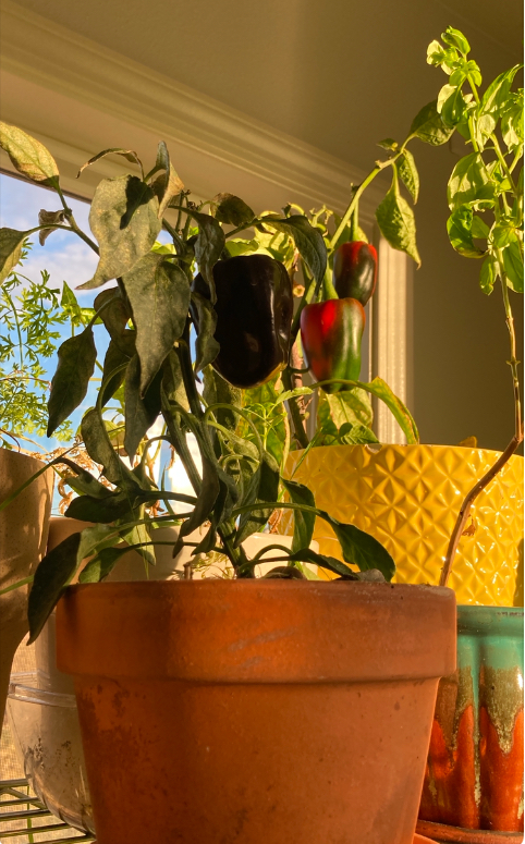 low humidity plant damage