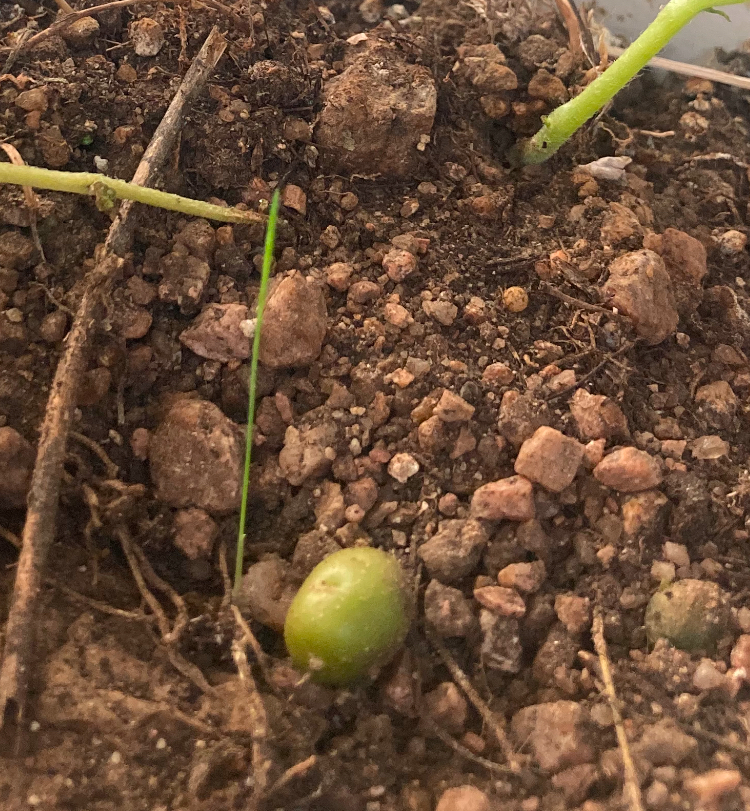 growing seed potatoes from store bought potato cuttings