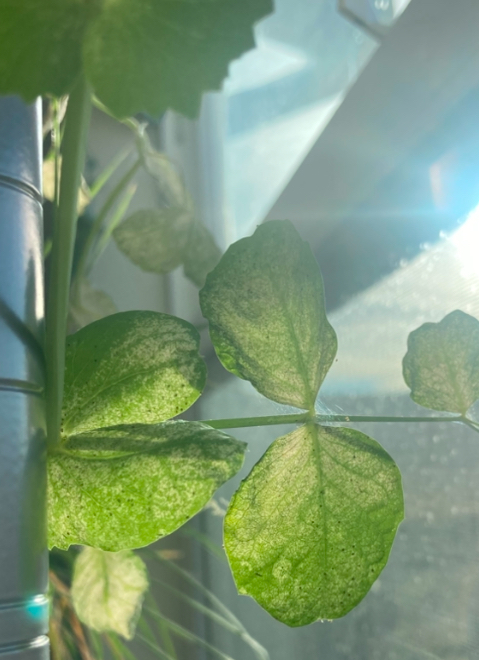 spider mites on snow peas