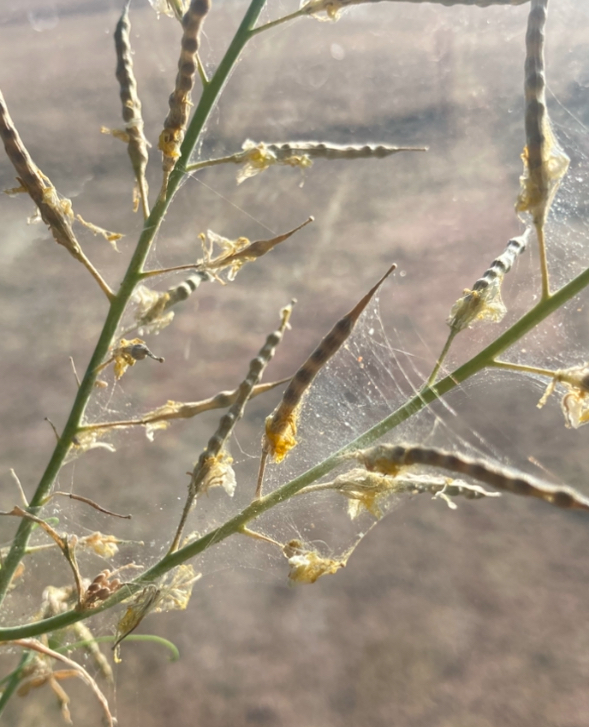 spider mites on mustard