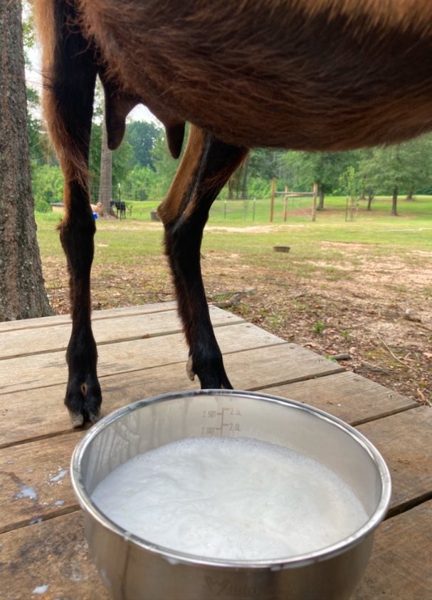 goat milk can be pasteurized in an instant pot
