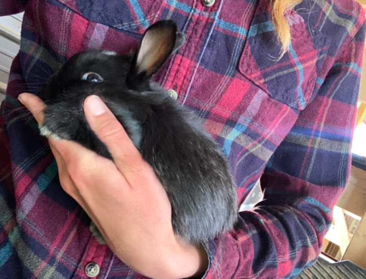 3 week old satin silver fox mix rabbit