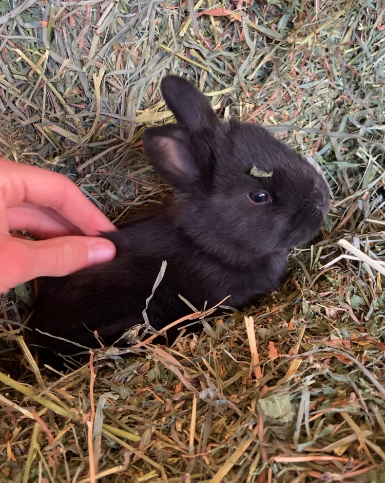 cute baby bunny in hay