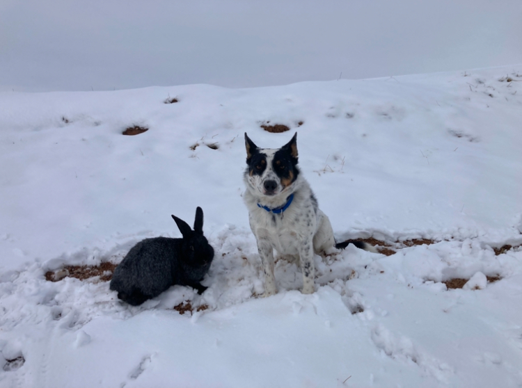 Raising Meat Rabbits