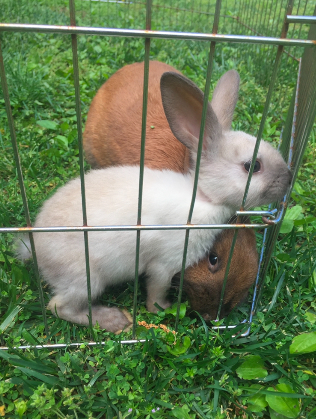 rabbits in grazing pen eating weeds