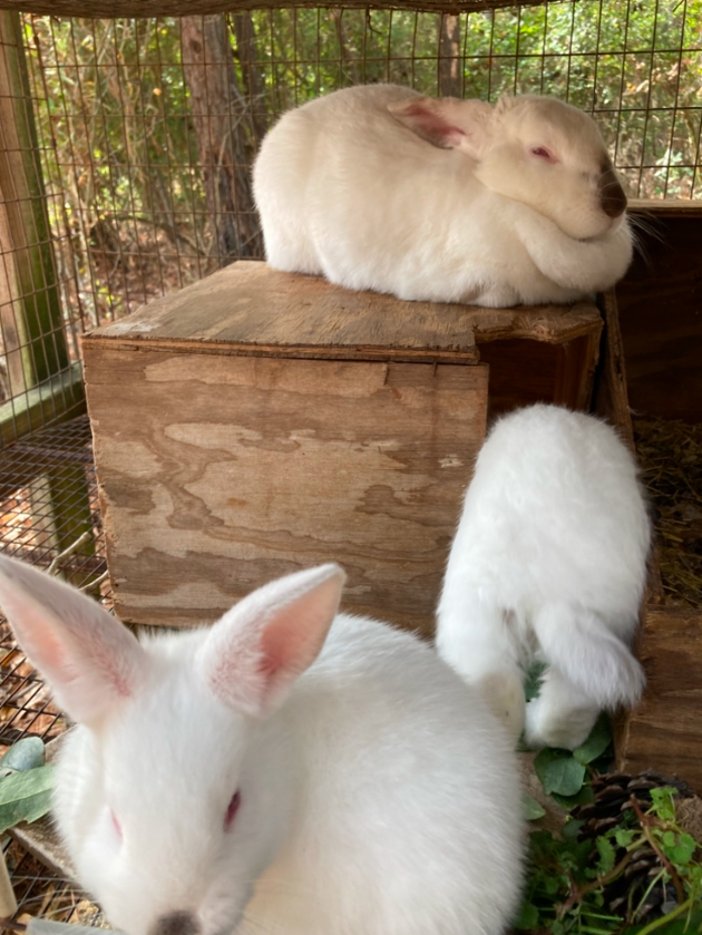 should rabbits be on wire floors