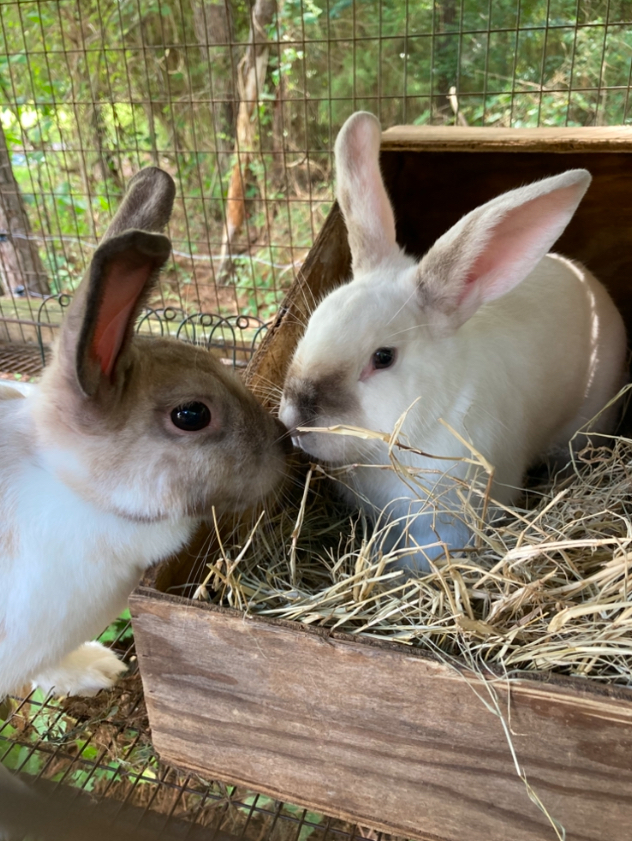 keep rabbits on wire with enrichment boxes and tiles
