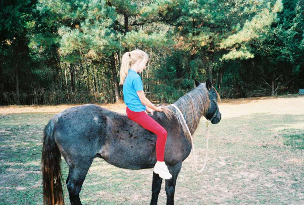 Blue Roan Spanish Mustang