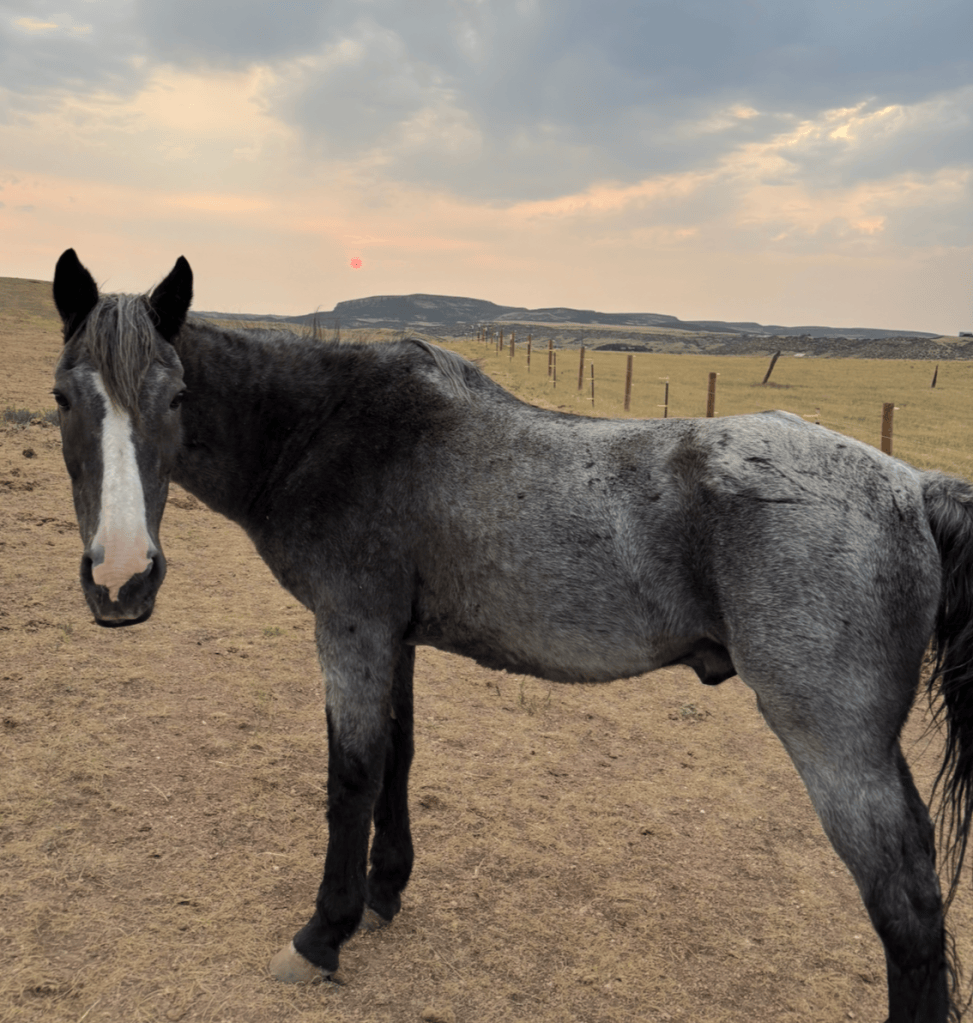 31 year old horse conformation