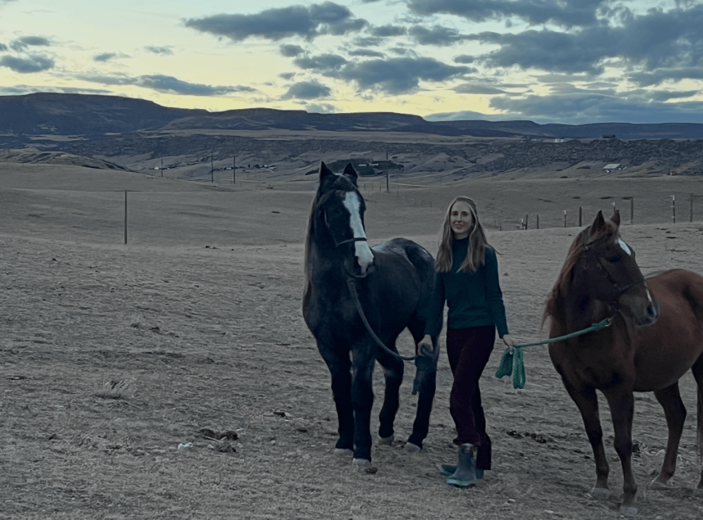 what to feed senior horse