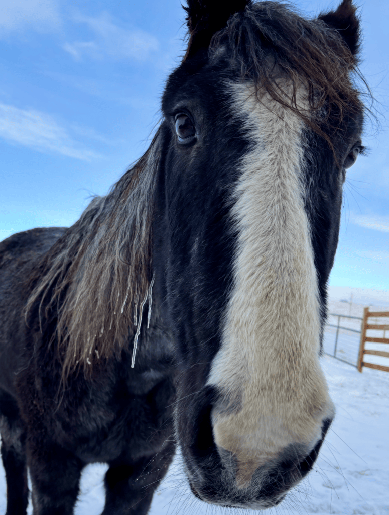 Senior horse in cold